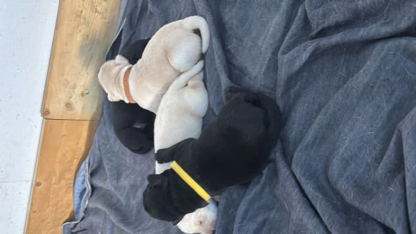 cuccioli di labrador retriver | Foto 4