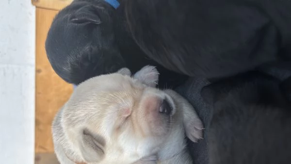cuccioli di labrador retriver | Foto 3