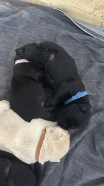 cuccioli di labrador retriver | Foto 2