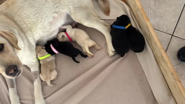 cuccioli di labrador retriver