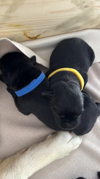 cuccioli di labrador retriver | Foto 1