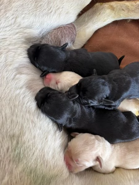cuccioli di labrador retriver | Foto 0