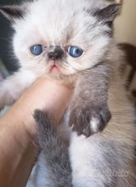 Cucciole Esotiche 