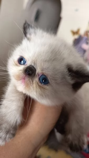 Cucciole Esotiche  | Foto 0