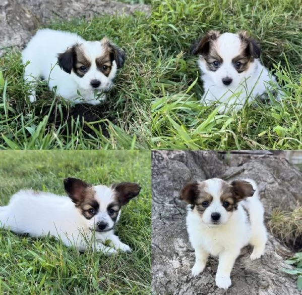 regalare un cucciolo di papilon a una famiglia amorevole