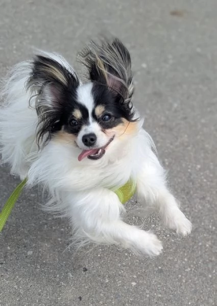 regalare un cucciolo di papilon a una famiglia amorevole | Foto 2