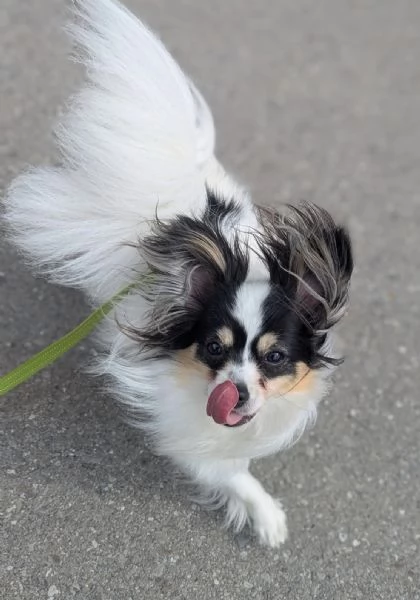 regalare un cucciolo di papilon a una famiglia amorevole | Foto 1