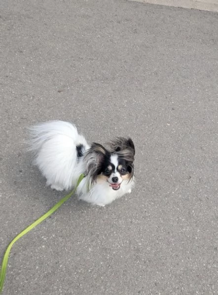 regalare un cucciolo di papilon a una famiglia amorevole | Foto 0