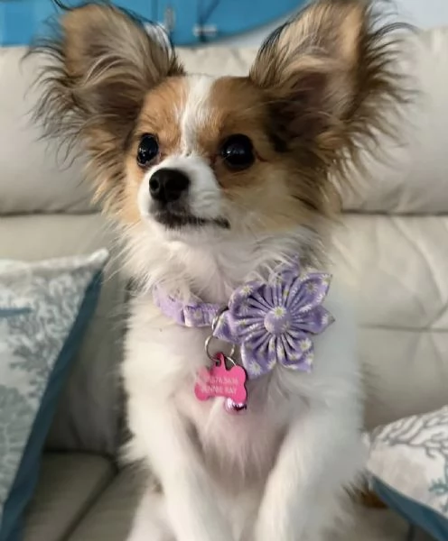Affido questo cucciolo di papillon a una famiglia amorevole. | Foto 2