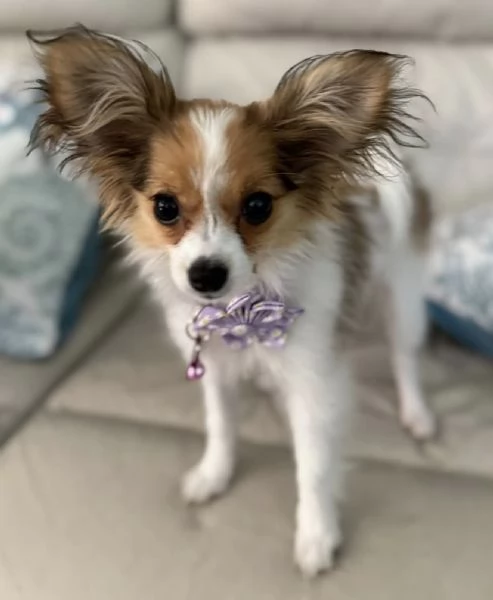 Affido questo cucciolo di papillon a una famiglia amorevole.