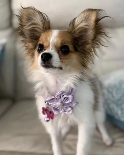 Affido questo cucciolo di papillon a una famiglia amorevole. | Foto 1