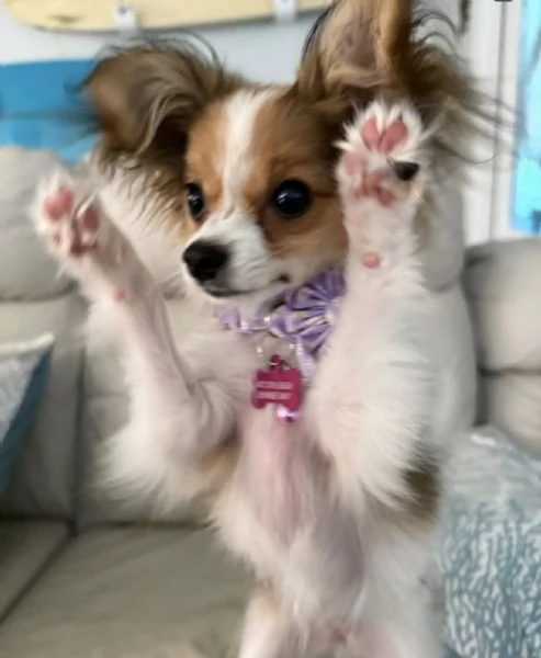 Affido questo cucciolo di papillon a una famiglia amorevole. | Foto 0