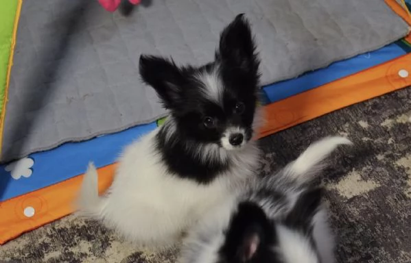 Affido questo cucciolo di papillon a una famiglia amorevole. | Foto 1