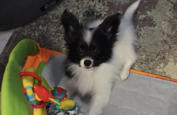 Affido questo cucciolo di papillon a una famiglia amorevole.