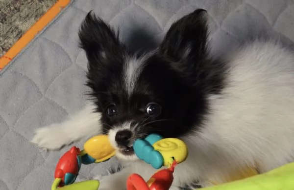 Affido questo cucciolo di papillon a una famiglia amorevole. | Foto 0
