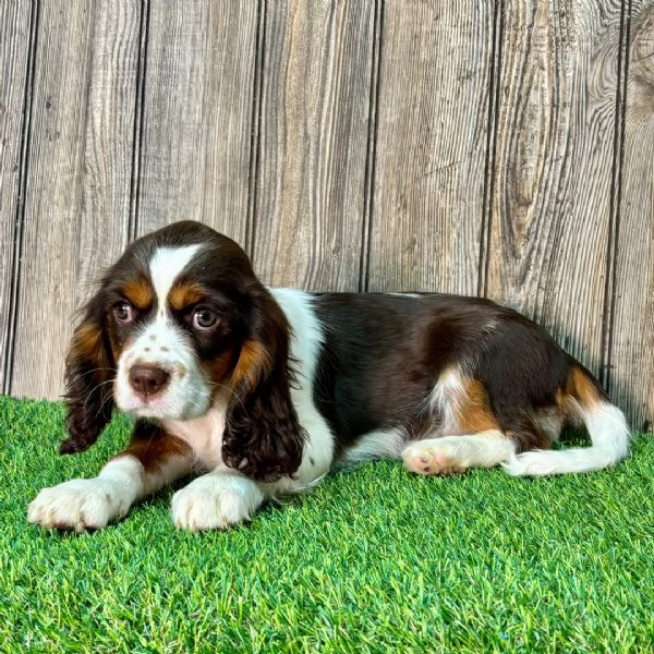 Luna &egrave; una cavalier king charles spaniel che viene data in adozione a una famiglia fortunata. | Foto 2