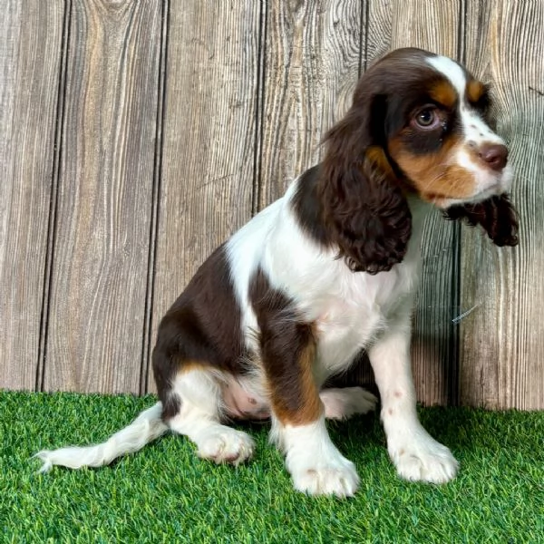Luna &egrave; una cavalier king charles spaniel che viene data in adozione a una famiglia fortunata. | Foto 1