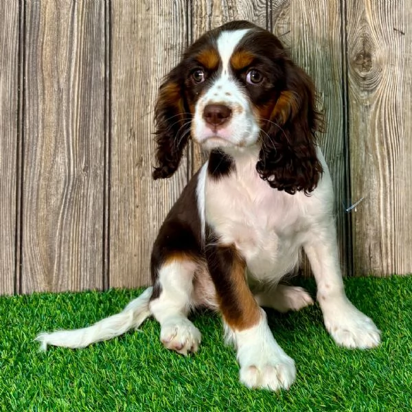 Luna &egrave; una cavalier king charles spaniel che viene data in adozione a una famiglia fortunata. | Foto 0