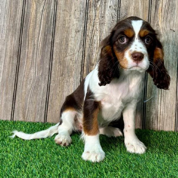 Luna &egrave; una cavalier king charles spaniel che viene data in adozione a una famiglia fortunata.