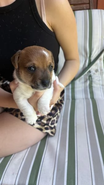 Cuccioli di jack Russell  | Foto 2