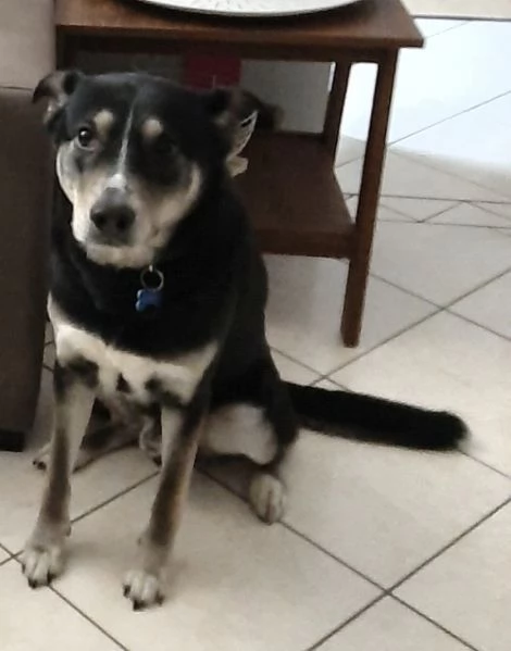Cerca casa cane 