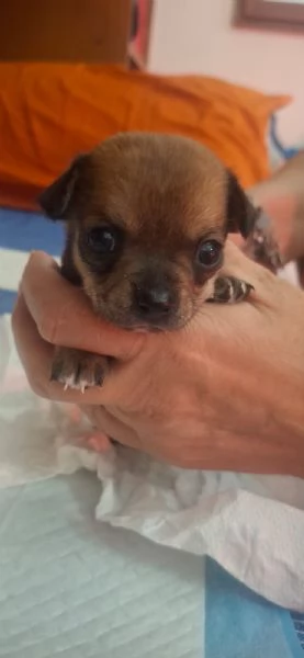 Cani Chihuahua 