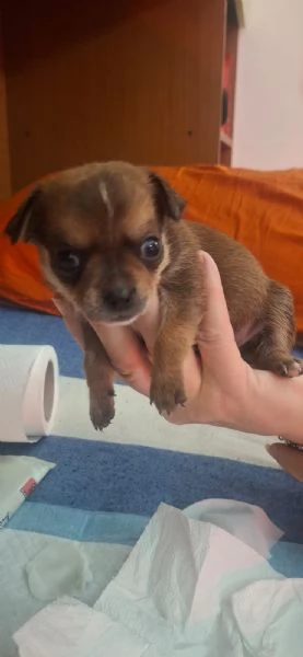 Cani Chihuahua  | Foto 1