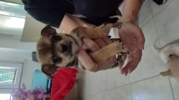 Cani Chihuahua  | Foto 0