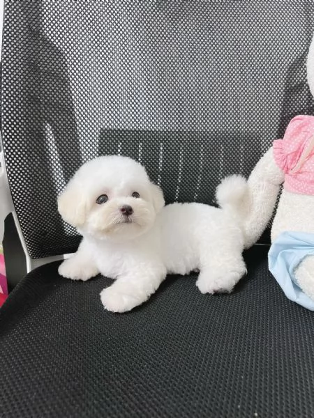 Cuccioli di Barboncini minitoy | Foto 0