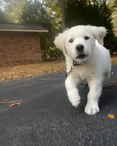 Due cuccioli maschietti di Golden retriever