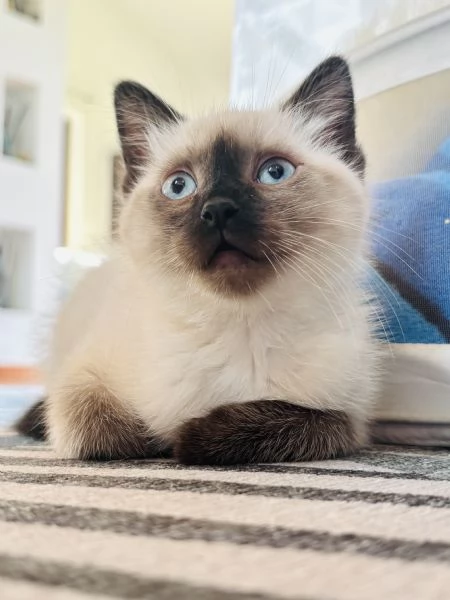 Siamese Seal Point