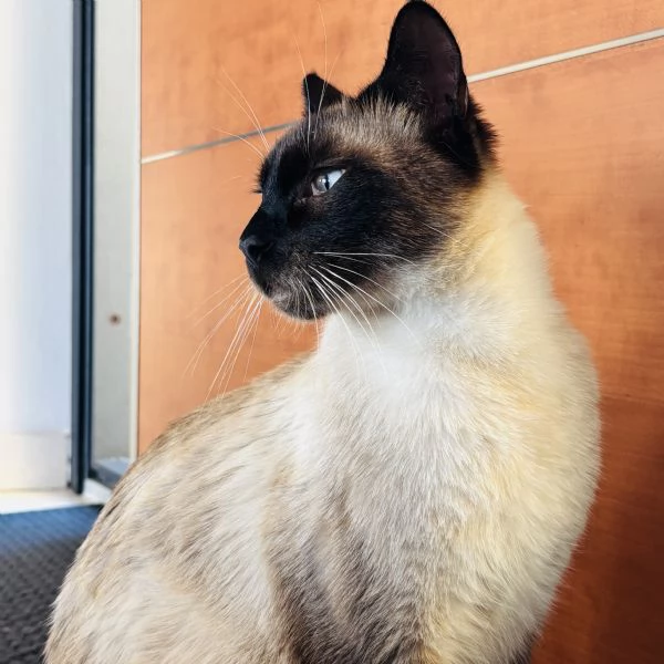 Siamese Seal Point | Foto 4