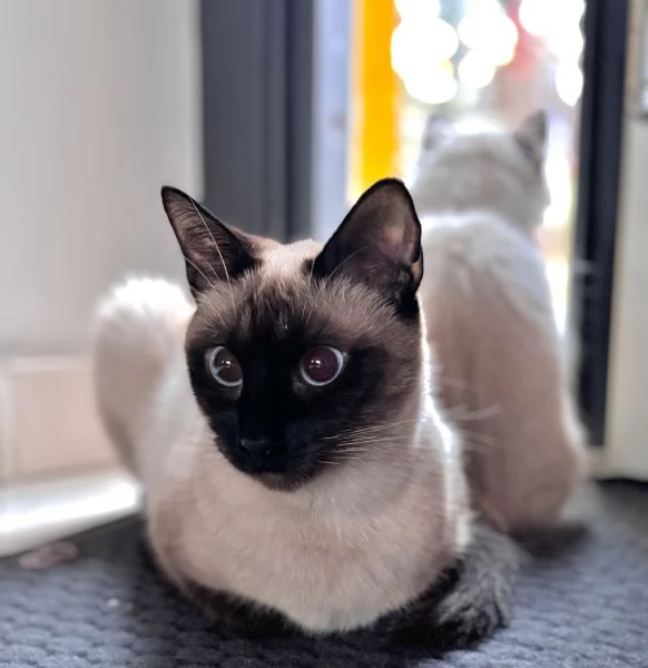 Siamese Seal Point | Foto 0