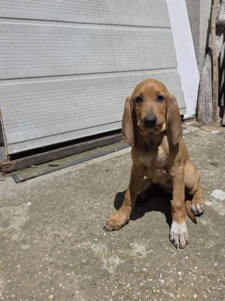 In vendita una cucciola femmina di Segugio  Italiano puro.  Nata il 19/03/2026  No pedigree.  Genito