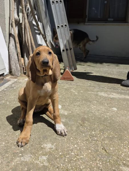 In vendita una cucciola femmina di Segugio  Italiano puro.  Nata il 19/03/2026  No pedigree.  Genito | Foto 3