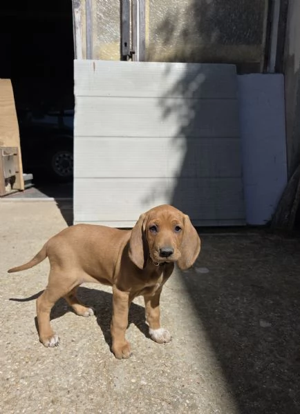 In vendita una cucciola femmina di Segugio  Italiano puro.  Nata il 19/03/2026  No pedigree.  Genito | Foto 2