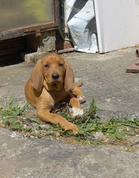 In vendita una cucciola femmina di Segugio  Italiano puro.  Nata il 19/03/2026  No pedigree.  Genito | Foto 1