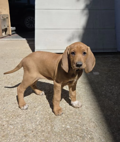 In vendita una cucciola femmina di Segugio  Italiano puro.  Nata il 19/03/2026  No pedigree.  Genito | Foto 0