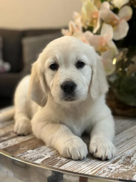 Disponibili cuccioli di Golden Retriever.