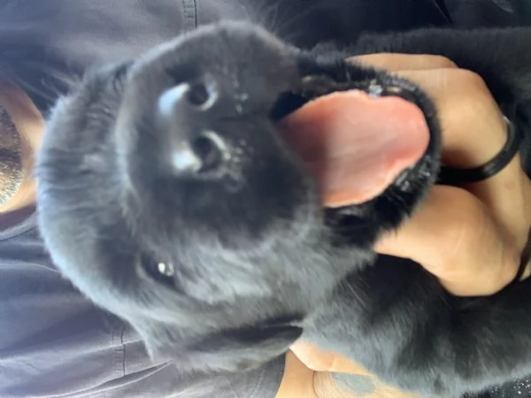 Meravigliose cucciole di Labrador Retriever | Foto 6