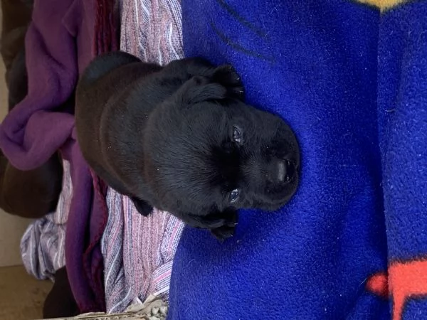 Meravigliose cucciole di Labrador Retriever | Foto 5