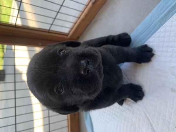 Meravigliose cucciole di Labrador Retriever | Foto 4