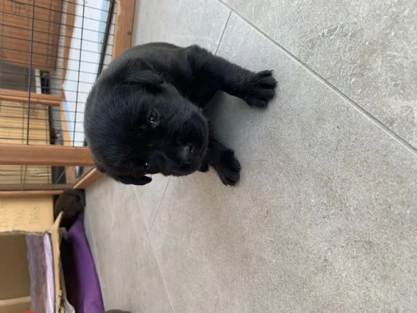 Meravigliose cucciole di Labrador Retriever | Foto 3