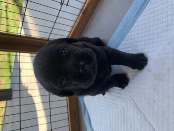Meravigliose cucciole di Labrador Retriever | Foto 2