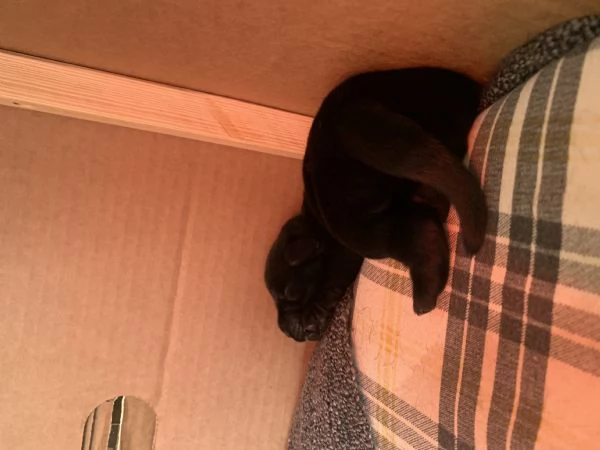 Meravigliose cucciole di Labrador Retriever | Foto 0