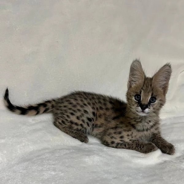 Disponibili cuccioli di serval esotico di alta qualit&agrave;.