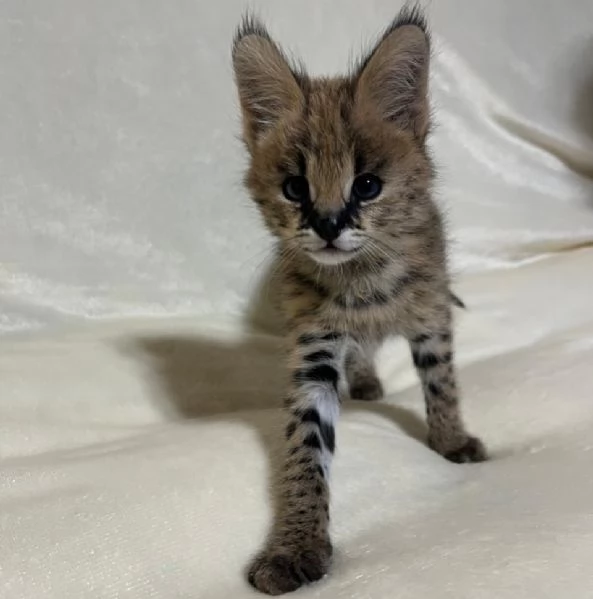 Disponibili cuccioli di serval esotico di alta qualit&agrave;. | Foto 2