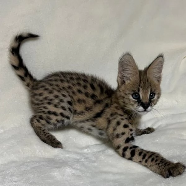 Disponibili cuccioli di serval esotico di alta qualit&agrave;. | Foto 0