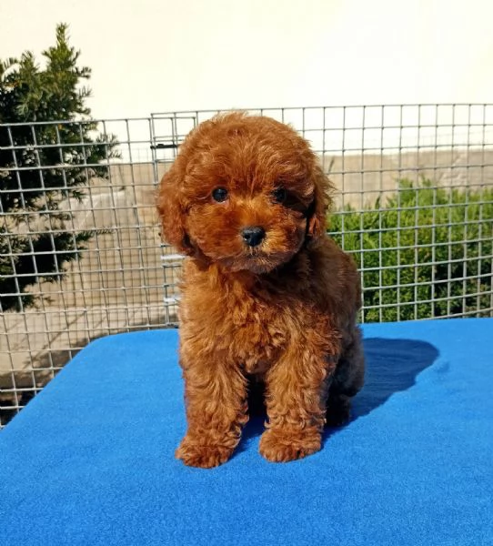 Cuccioli di Barboncino Toy | Foto 0