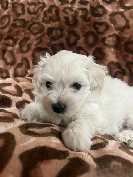 Cuccioli di Bichon Maltese disponibili per l'adozione